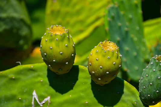 Why Ashwagandha Gummies Are the Natural Stress Solution You’ve Been Looking For
