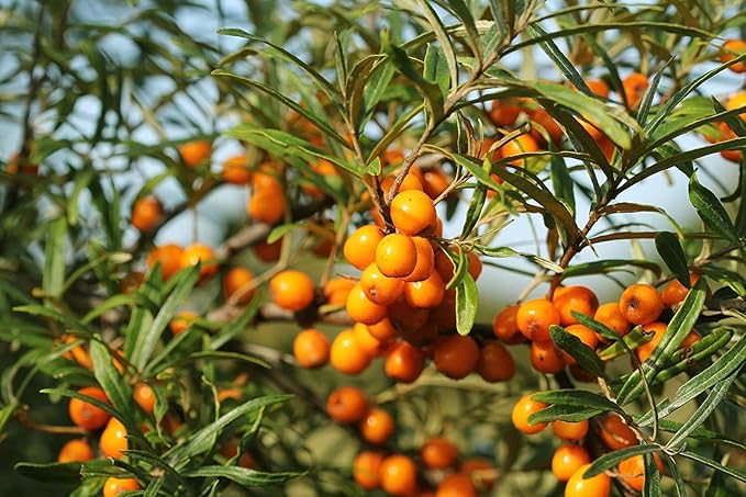 Seabuckthorn Powder by HealthyJourney Omega-7, Vitamin 6 OZ
