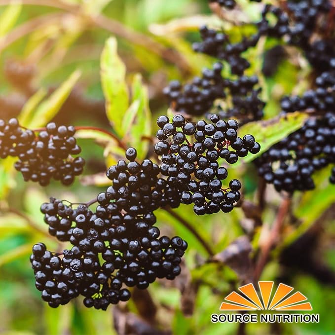 Dried Elderberries - 1 lb -