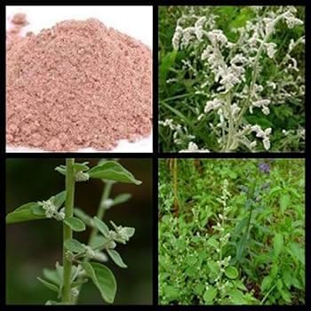 Aerva Lanata Powder, Mountain Knot Grass, Ciru Pulai, Cherula Powder, Herbal Supplement, Natural Detox, Ayurvedic Medicine, Pure and Organic (300 GM, Mountain Knot Grass Powder)