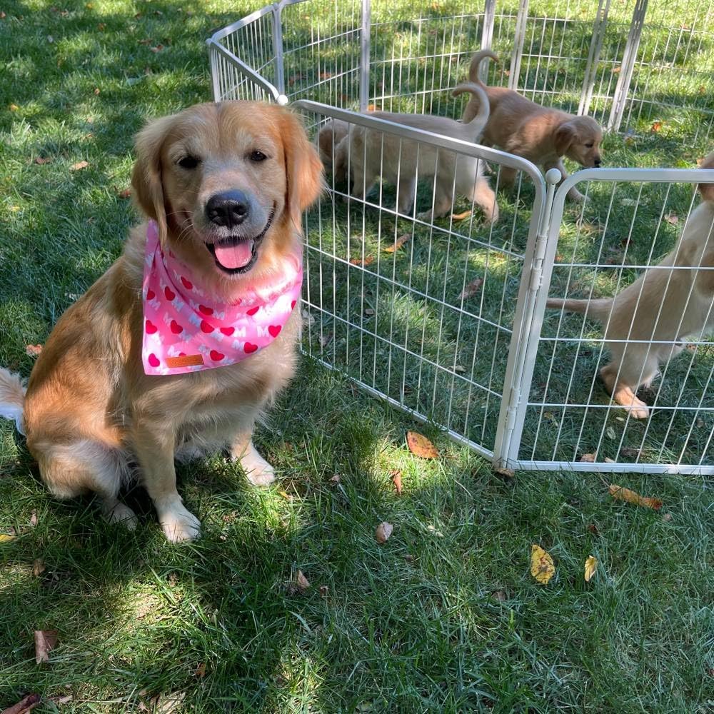 FXW Decorative Garden Fence for Yard, 32in(H) x 54ft(L) 24 Panels Heavy Duty No Dig Metal Fencing with Gate, Tall Animal Border Barrier for Dogs, White│Patented